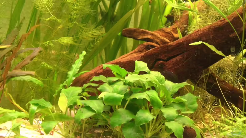 28.11.2010 Anubia nana von M to the ilan (18)