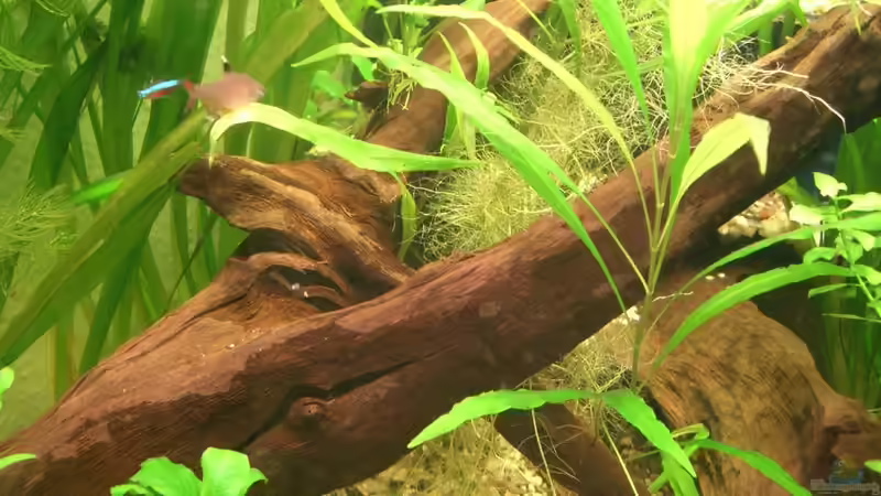 28.11.2010 große Wurzel (mitte) von M to the ilan (29)