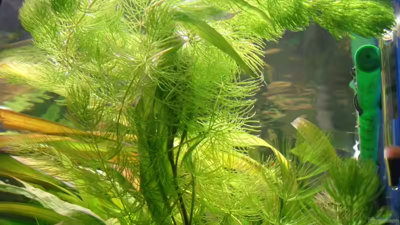 28.11.2010 Hornkraut und Wasserfreund von M to the ilan (23)