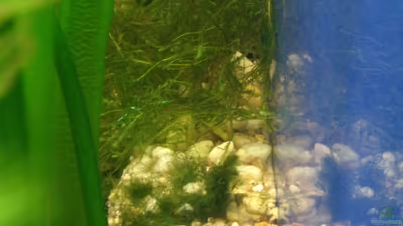 28.11.2010 Javamoos (rechts auf einer Terrasse) von M to the ilan (22)