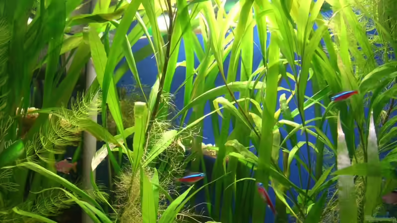 28.11.2010 Jungel nur bei Hintergrundbeleuchtung (die 2x15W) von M to the ilan (15)