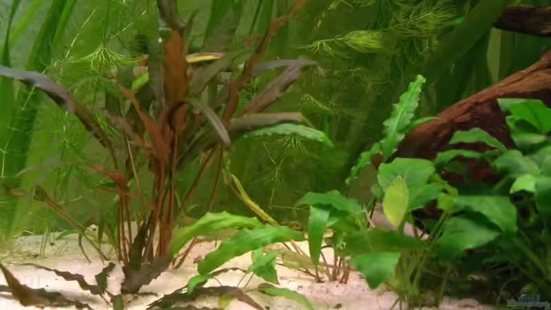 28.11.2010 linker unterer Beckenbereich (Namen der Pflanzen?!?) von M to the ilan (24)