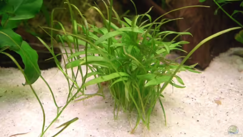 28.11.2010 Neuseelandgras von M to the ilan (19)