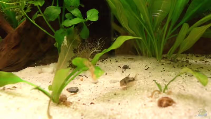 28.11.2010 nochmal Corydoras habrosus von M to the ilan (47)