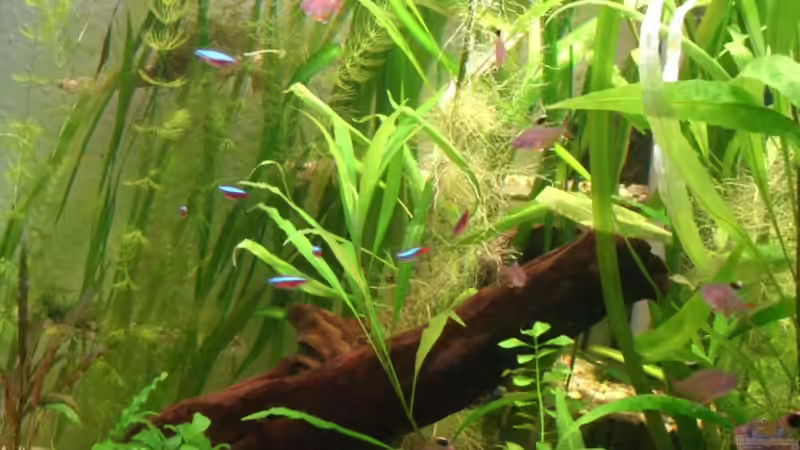 28.11.2010 schräg seitlich von M to the ilan (13)