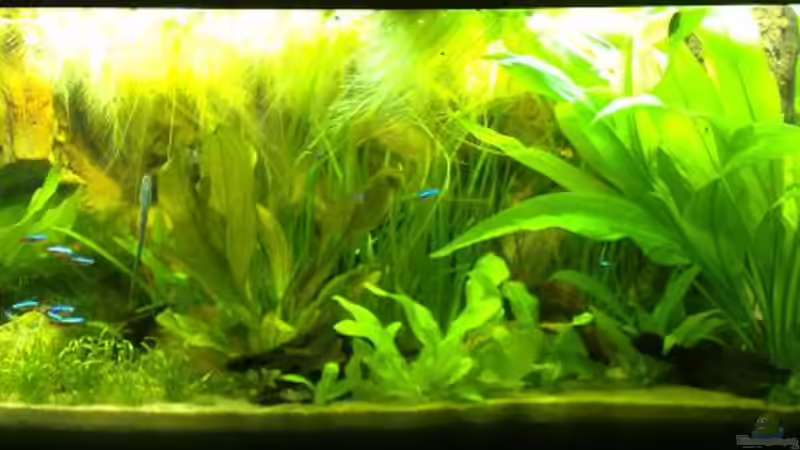 28.12.07 von Thomas Oetjen (7)