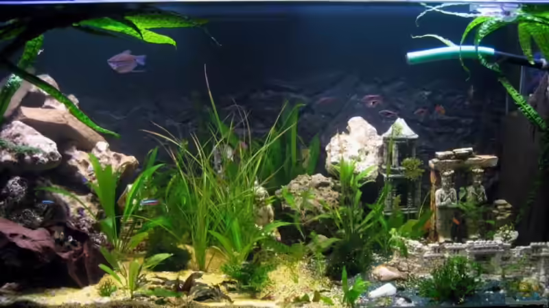 28.12.2008 mit 3-D Hintergrund von Gaspode (1)