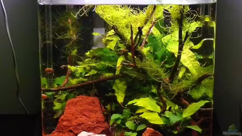 28.12.2010 von Die kleine Meerjungfrau (6)