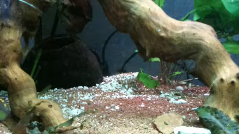 28.12.2011- andere Kokusnuss von Exotist (28)