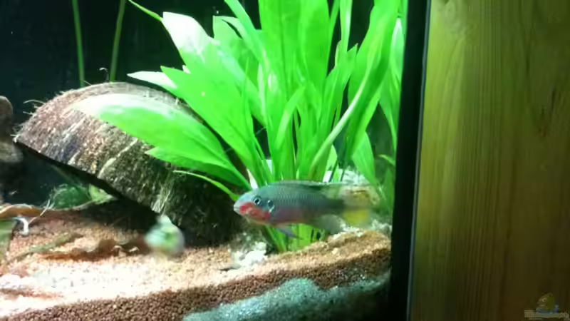 28.12.2011- Echinodorus von Exotist (15)