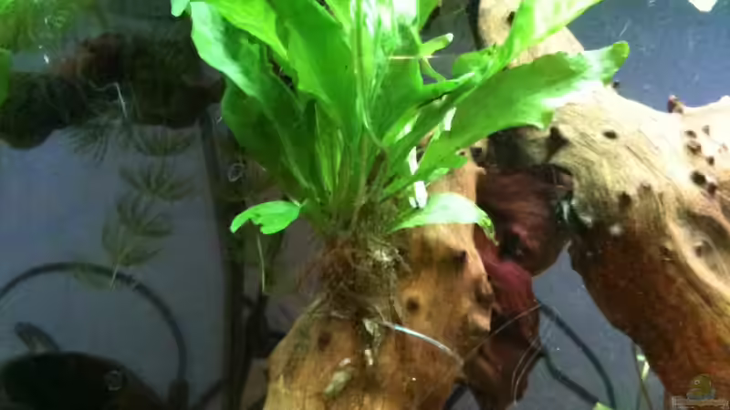 28.12.2011- größerer Teil des Javafarns von Exotist (16)