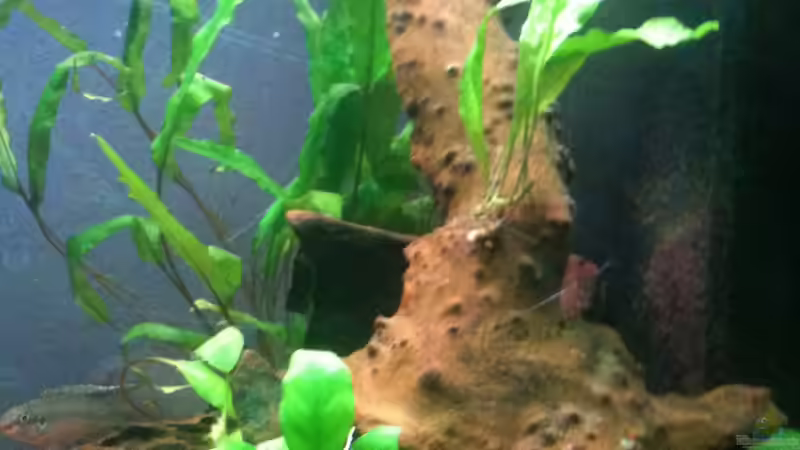 28.12.2011- kleine Anubia und kleiner Javafarn von Exotist (14)