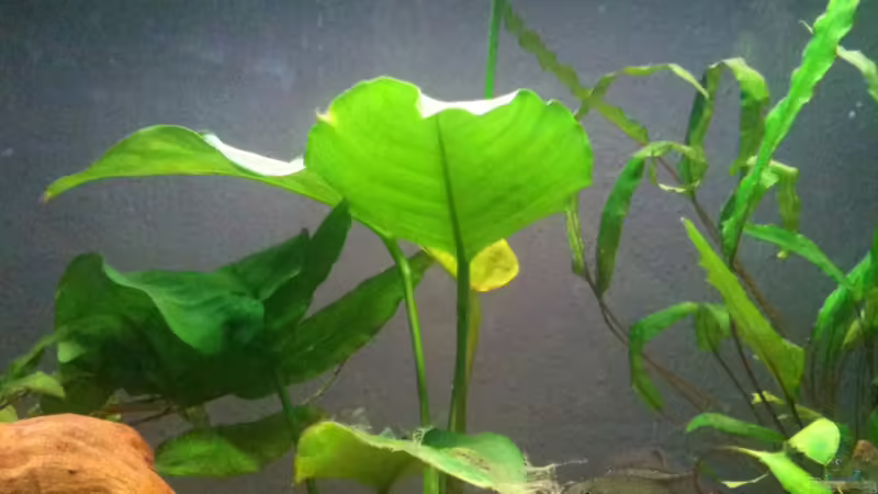 28.12.2011-große Anubia von Exotist (13)