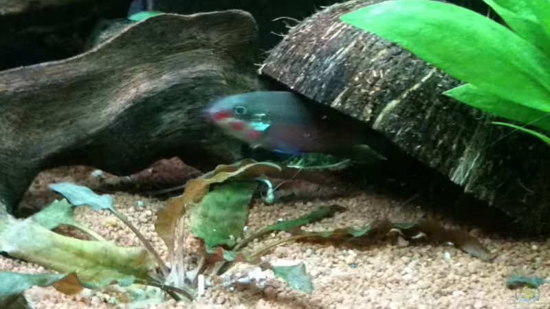 28.12.2011-Männchen (Höhle wurde von mir auf den Boden gelegt) von Exotist (46)