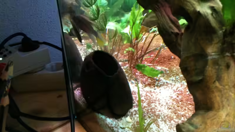 28.12.2011 von Exotist (29)