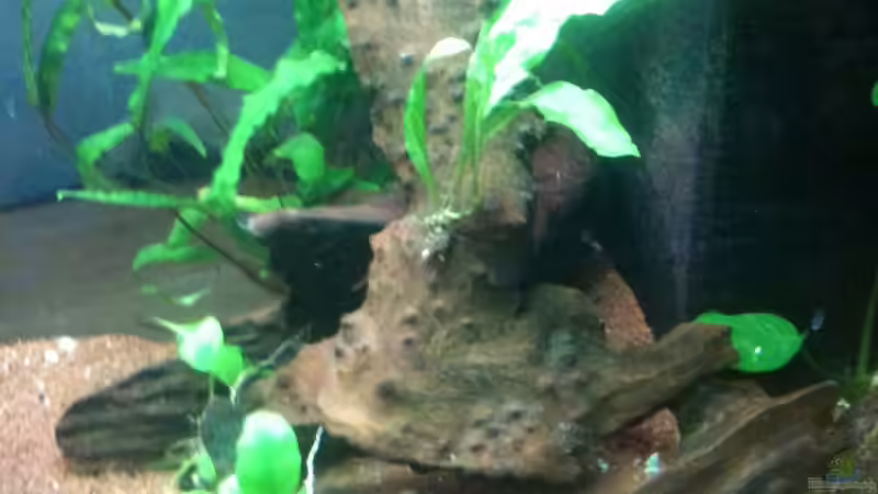 28.12.2011 von Exotist (30)