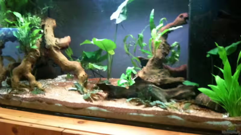 28.12.2011 von Exotist (4)