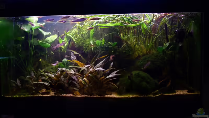 28.12.2014 von Aquajonas (6)