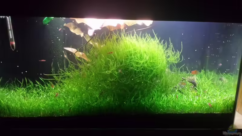 28.12.2014 von JohnnyWishbone (4)