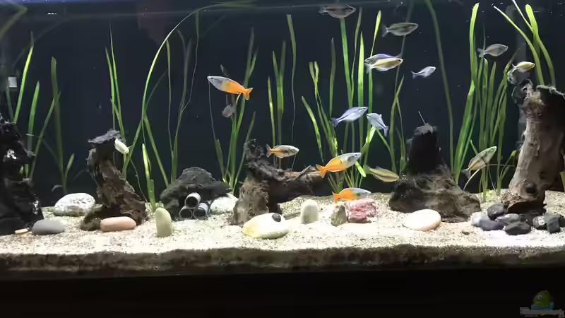 28.12.2023 Gesamtansicht Besatz von herkla (80)