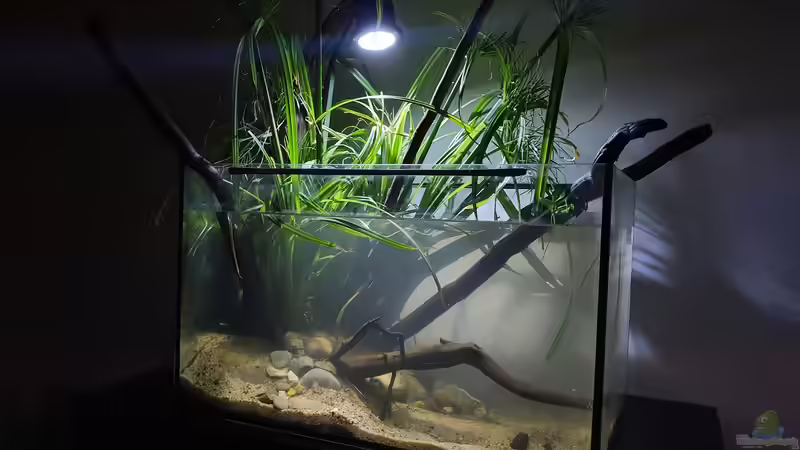 28.8.20 von Aqua fan (1)