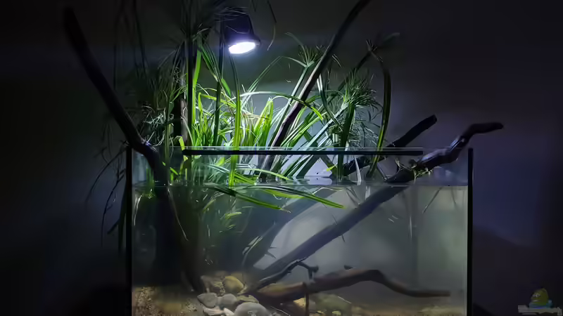 28.8.20 von Aqua fan (2)