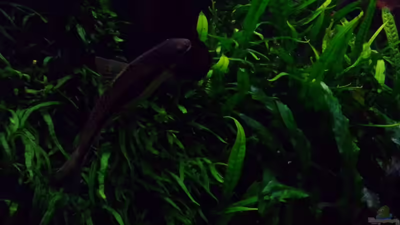 29.01.17 von Der Nicky (114)