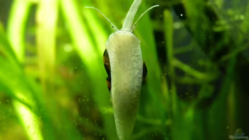 29.01.2010 RTDS mal auf die Füße geguckt von lützkopf (52)