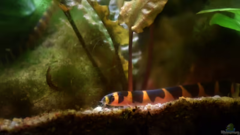 29.01.2016 von Aquajonas (12)