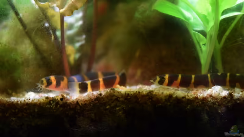 29.01.2016 von Aquajonas (13)