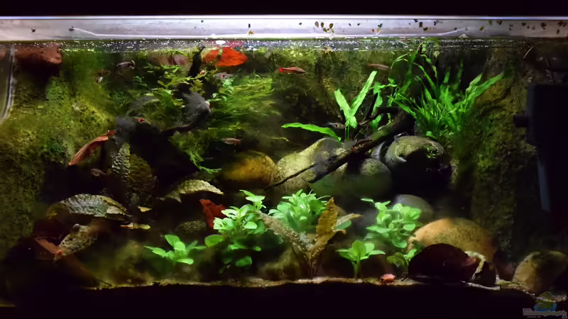 29.01.2016 von Aquajonas (2)