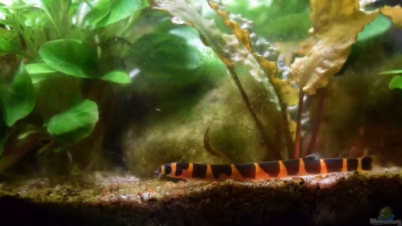 29.01.2016 von Aquajonas (8)