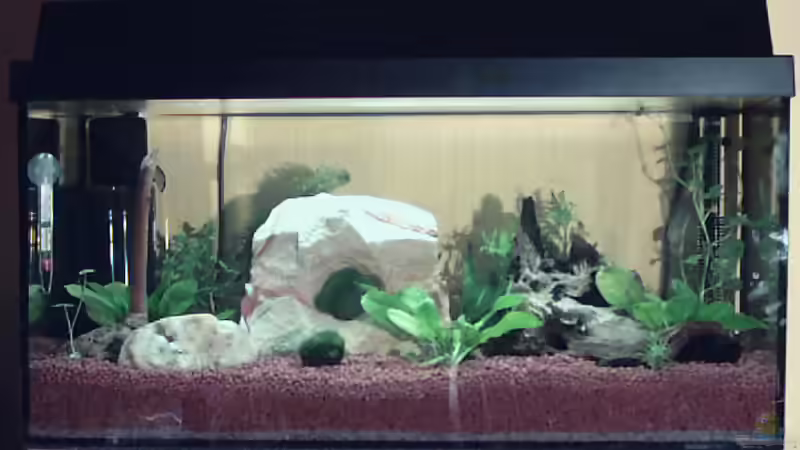 29.03.2006(3 Tage nach dem Einrichten) von Mike Keller (2)