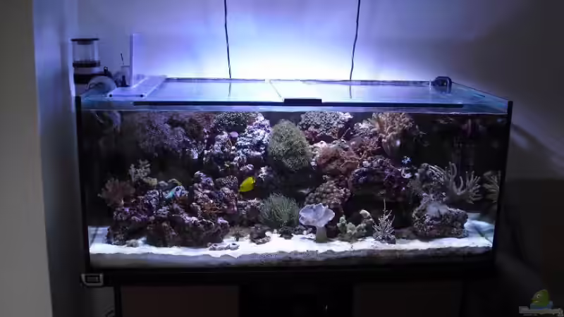 29.03.2009 250 W HQI von Alper Alihsan (5)