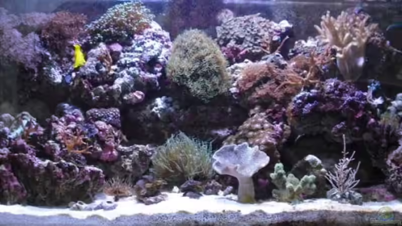 29.03.2009 250 W HQI von Alper Alihsan (6)