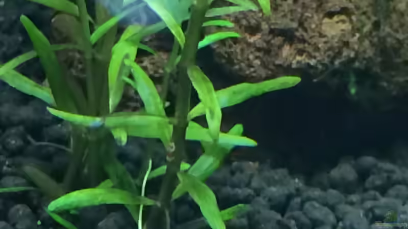 29.03.2015 von Walde (133)