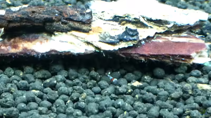 29.03.2015 von Walde (136)