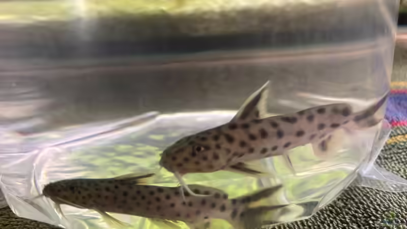 29.03.25 1/1 Synodontis lucipinnis, unten Weibchen, oben Männchen von herkla (29)