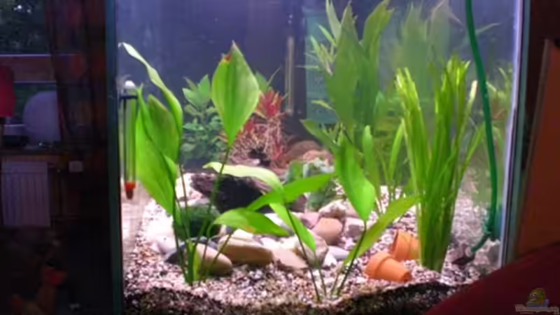 29.05.09 von Königscobra (14)