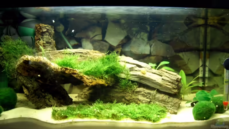 29.06.09 von Danubia (3)