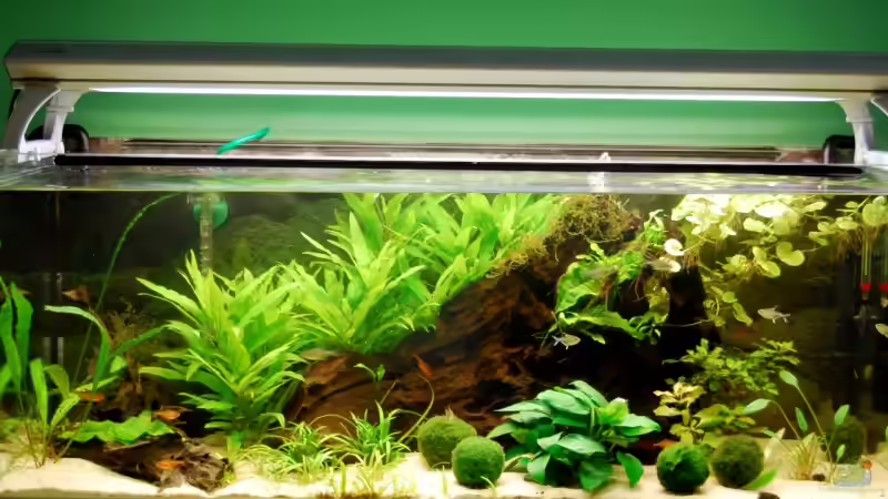 29.06.09 von Danubia (5)