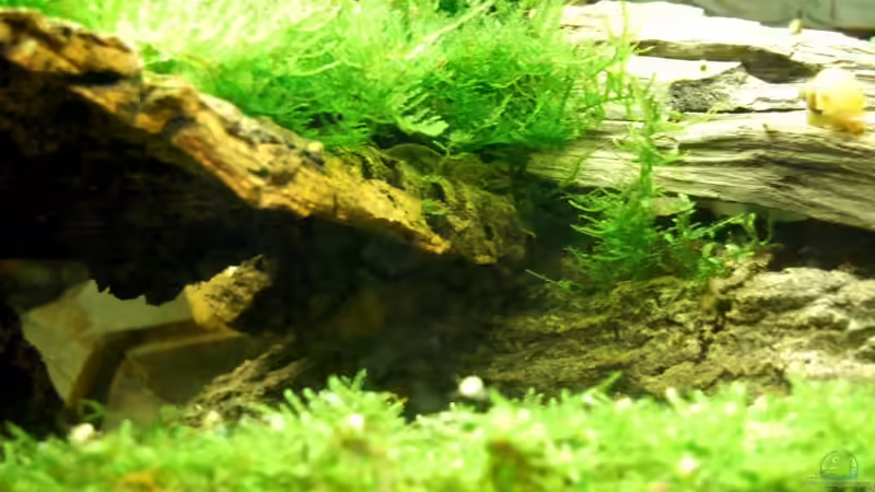 29.06.09 von Danubia (6)