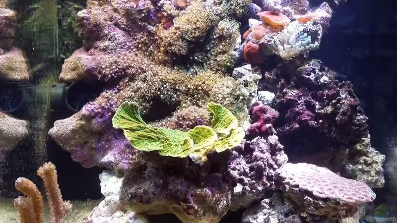 29.07.13 von Amazonasbecken.eu (3)