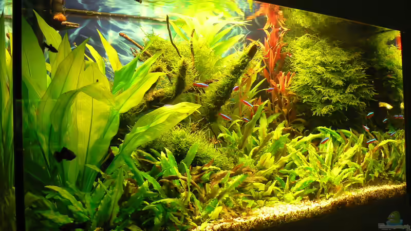 29.07.15 von Der Nicky (14)