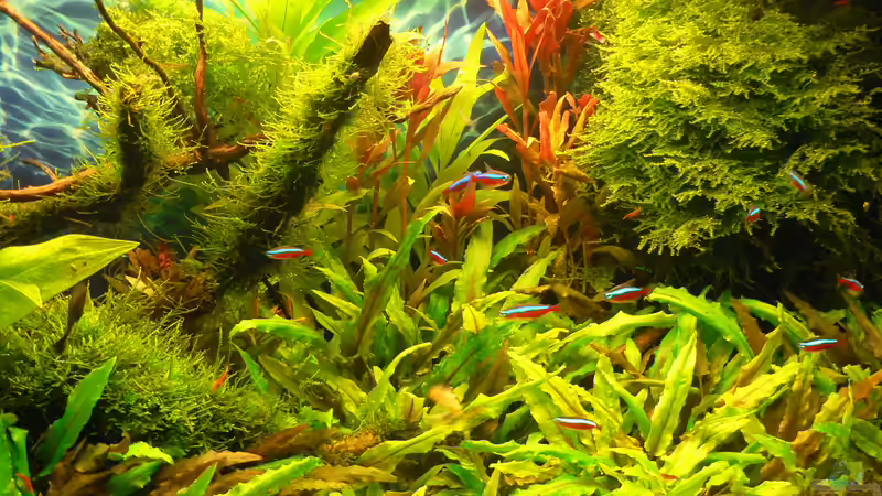 29.07.15 von Der Nicky (27)