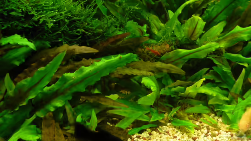 29.07.15 von Der Nicky (28)