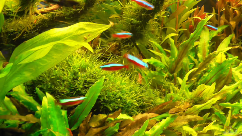 29.07.15 von Der Nicky (37)