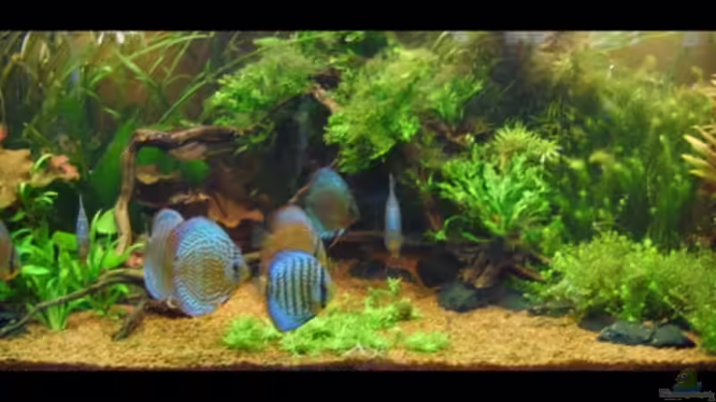 29.08.2007 von ScArFaCe (2)