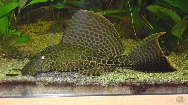 29.08.2010 hmm 21,5cm von FranklinXQ (10)