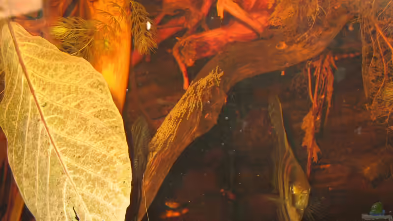 29.08.2015 Gelege leider schlecht mit Blitz fotografiert von der Theoretiker (45)